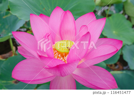 古代蓮の里 古代蓮の里 116451477