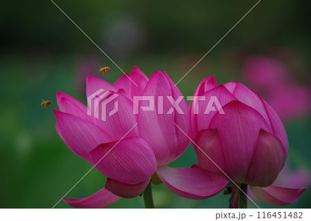 古代蓮の里 116451482