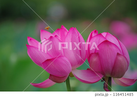 古代蓮の里 古代蓮の里 116451485