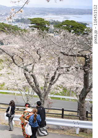 桜の松島西行戻しの松公園からの日本三景松島 116451512