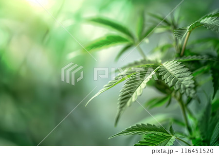 Close-Up of Cannabis Leaves with Visible Veins in Natural Light 116451520