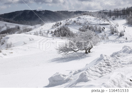 美ヶ原公園沖線（県道62号線）沿から見る雪景色 116451533