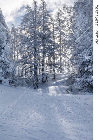 逆光に浮かぶ雪景色（美ヶ原公園沖線） 116451561