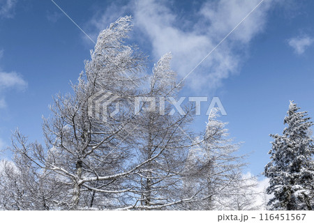 美ヶ原公園沖線沿の雪景色(県道62号線) 美ヶ原公園沖線沿の雪景色(県道62号線) 116451567