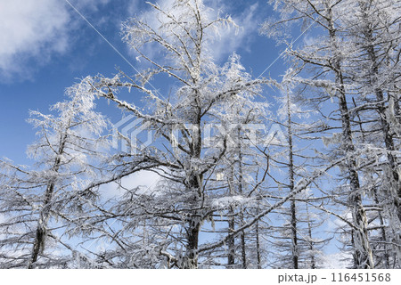 美ヶ原公園沖線沿の雪景色(県道62号線) 美ヶ原公園沖線沿の雪景色(県道62号線) 116451568