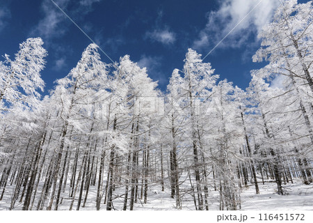 美ヶ原公園沖線沿の雪景色（県道62号線） 116451572