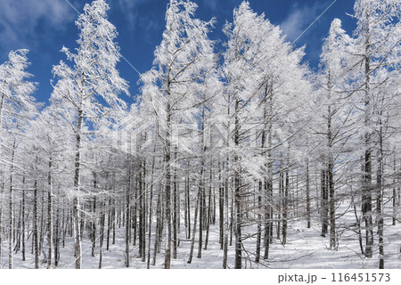 美ヶ原公園沖線沿の雪景色（県道62号線） 116451573