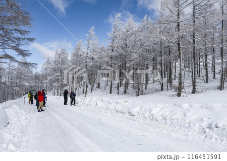 美ヶ原公園沖線沿の雪景色(県道62号線) 美ヶ原公園沖線沿の雪景色(県道62号線) 116451591