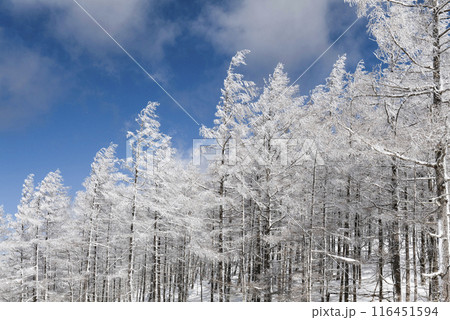 美ヶ原公園沖線沿の雪景色（県道62号線） 116451594
