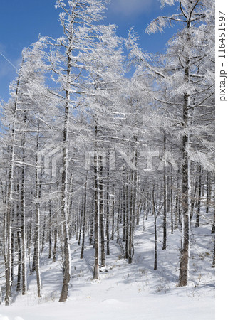 美ヶ原公園沖線沿の雪景色（県道62号線） 116451597