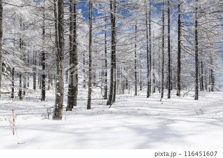美ヶ原公園沖線沿の雪景色(県道62号線) 美ヶ原公園沖線沿の雪景色(県道62号線) 116451607