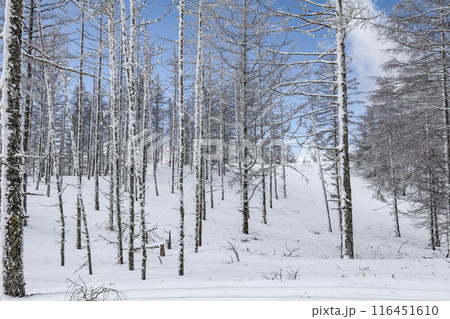 美ヶ原公園沖線沿の雪景色（県道62号線） 116451610