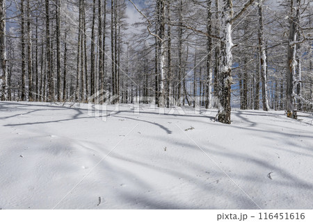 美ヶ原公園沖線沿(県道62号線)の雪景色 美ヶ原公園沖線沿(県道62号線)の雪景色 116451616