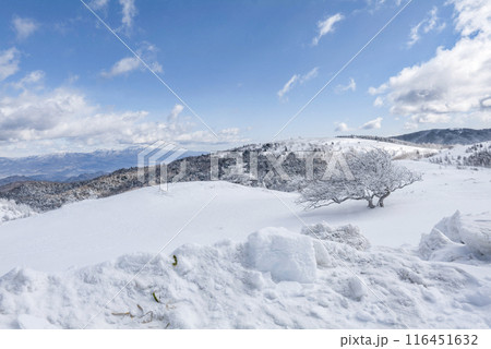 美ヶ原公園沖線沿（県道62号線）の雪景色 116451632