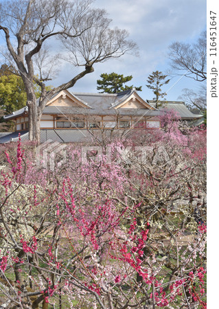 梅園の梅園と文道会館 116451647