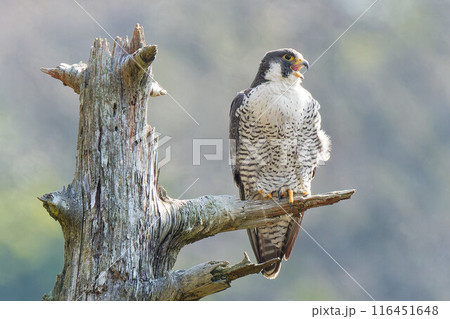 木の枝で羽を休めるハヤブサ 116451648