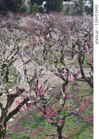 梅園の梅 116451649