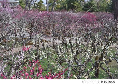 梅園の梅 116451650