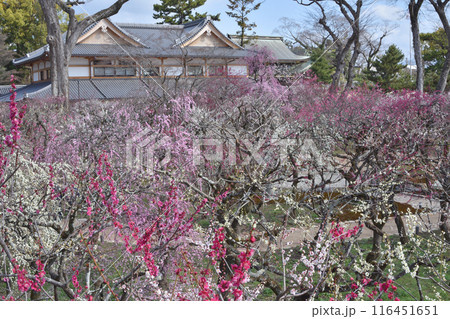 梅園の梅園と文道会館 116451651