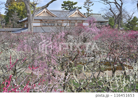 梅園の梅園と文道会館 116451653
