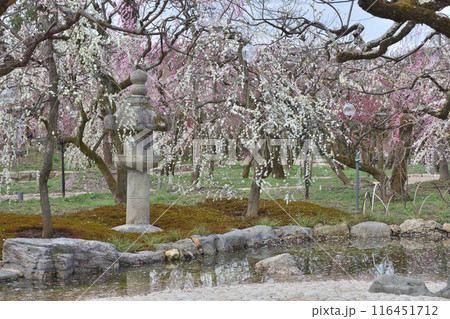 梅園の梅 梅園の梅 116451712