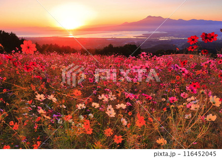 【長崎県】朝日に照らされた白木峰高原の満開のコスモスと雲仙岳 116452045