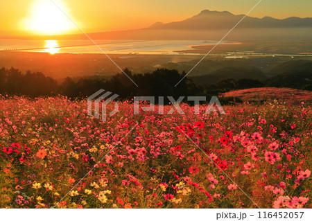 【長崎県】朝日に照らされた白木峰高原の満開のコスモスと雲仙岳 【長崎県】朝日に照らされた白木峰高原の満開のコスモスと雲仙岳 116452057