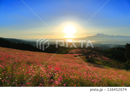 【長崎県】朝日に照らされた白木峰高原の満開のコスモスと雲仙岳 116452074