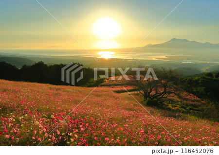 【長崎県】朝日に照らされた白木峰高原の満開のコスモスと雲仙岳 116452076