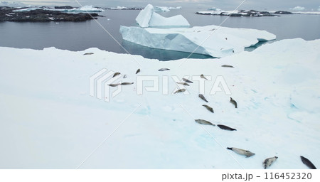 Seals sleeping on snow covered ice floe in Antarctica. Big weddell seal colony lying on iceberg. Sea leopard animals in polar ocean landscape. Travel, explore wildlife habitat. Aerial drone shot Seals sleeping on snow covered ice floe in Antarctica. Big weddell seal colony lying on iceberg. Sea leopard animals in polar ocean landscape. Travel, explore wildlife habitat. Aerial drone shot 116452320