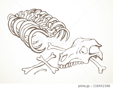 Bones and skull of a horse. Vector drawing Bones and skull of a horse. Vector drawing 116452386