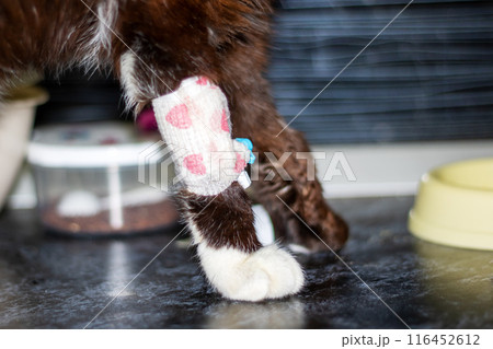 Closeup of a cats paw with a bandage, showcasing whiskers and tail details Closeup of a cats paw with a bandage, showcasing whiskers and tail details 116452612