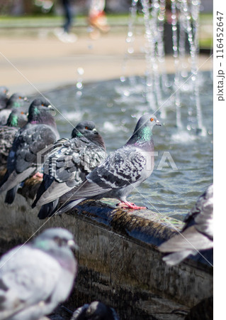 City birds leisurely drink water from fountain with beaks and wings spread 116452647