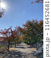 紅葉した桜の並木道 116452681