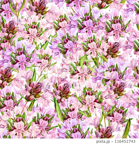 Watercolor seamless pattern with hand-drawn thyme sprigs. Beautiful design for food, tea, aromatic oils. Illustration for printing on fabric, wallpaper, packaging. Watercolor seamless pattern with hand-drawn thyme sprigs. Beautiful design for food, tea, aromatic oils. Illustration for printing on fabric, wallpaper, packaging. 116452743