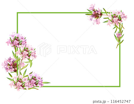 Watercolor drawing of broadleaf thyme isolated on white background. Blooming flowers are collected in a frame. Fragrant kitchen herbs for herbal tea. Mediterranean cuisine ingredients Watercolor drawing of broadleaf thyme isolated on white background. Blooming flowers are collected in a frame. Fragrant kitchen herbs for herbal tea. Mediterranean cuisine ingredients 116452747