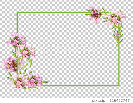 Watercolor drawing of broadleaf thyme isolated on white background. Blooming flowers are collected in a frame. Fragrant kitchen herbs for herbal tea. Mediterranean cuisine ingredients Watercolor drawing of broadleaf thyme isolated on white background. Blooming flowers are collected in a frame. Fragrant kitchen herbs for herbal tea. Mediterranean cuisine ingredients 116452747