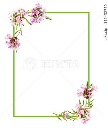 The horizontal rectangular frame is decorated with watercolor mountain thyme flowers. Blooming flowers on a white background. Fragrant kitchen herbs for herbal tea. Mediterranean cuisine ingredients The horizontal rectangular frame is decorated with watercolor mountain thyme flowers. Blooming flowers on a white background. Fragrant kitchen herbs for herbal tea. Mediterranean cuisine ingredients 116452750