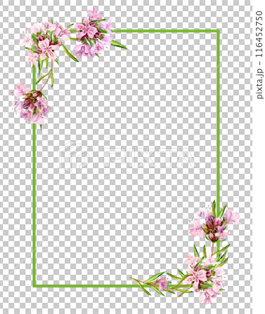 The horizontal rectangular frame is decorated with watercolor mountain thyme flowers. Blooming flowers on a white background. Fragrant kitchen herbs for herbal tea. Mediterranean cuisine ingredients The horizontal rectangular frame is decorated with watercolor mountain thyme flowers. Blooming flowers on a white background. Fragrant kitchen herbs for herbal tea. Mediterranean cuisine ingredients 116452750