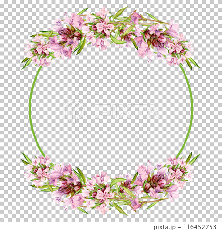 Watercolor drawing of broadleaf thyme isolated on white background. Blooming flowers are collected in a round frame. Fragrant kitchen herbs for herbal tea. Mediterranean cuisine ingredients 116452753