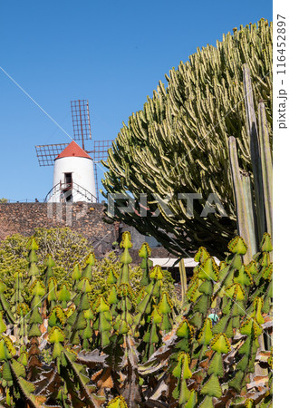 Cactus Garden and a windmill, Lanzarote, Spain 116452897