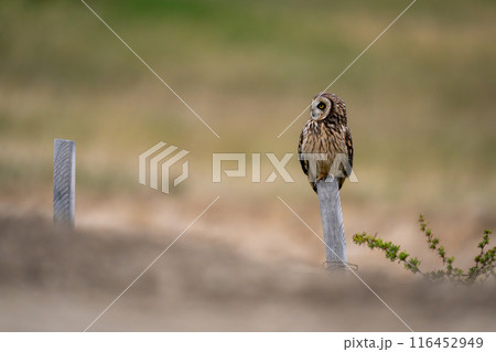 Short-eared owl on fence post in scrubland 116452949