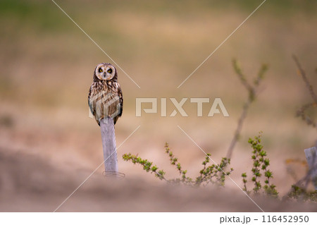 Short-eared owl on fence post watches camera 116452950
