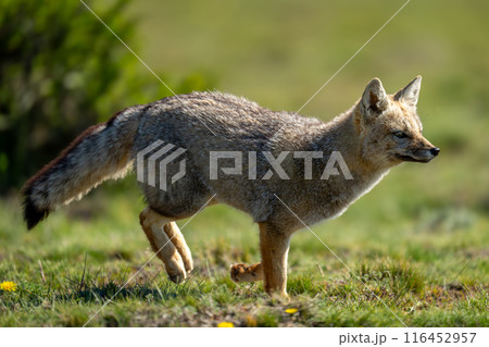 South American gray fox running across field 116452957