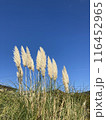 青空に映えるススキ 116452965