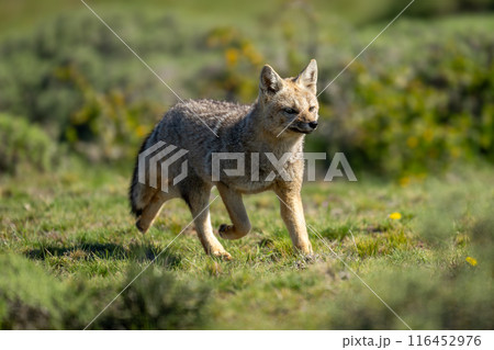 South American gray fox runs past bushes South American gray fox runs past bushes 116452976