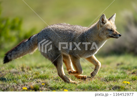South American gray fox runs through field South American gray fox runs through field 116452977