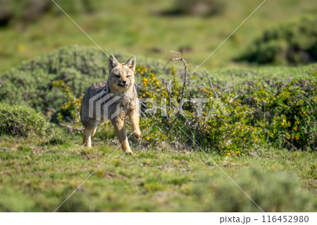 South American gray fox runs towards camera 116452980