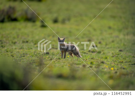 South American gray fox standing in sunshine South American gray fox standing in sunshine 116452991