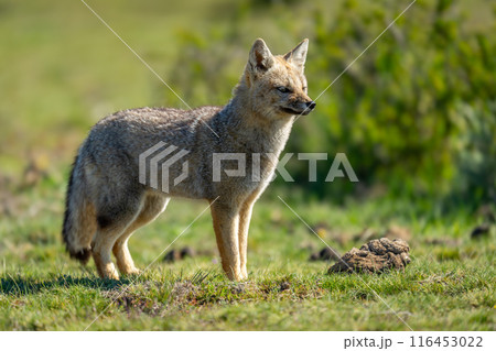 South American gray fox stands on grass 116453022